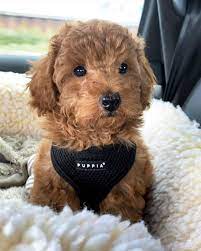 Miniature poodle puppy